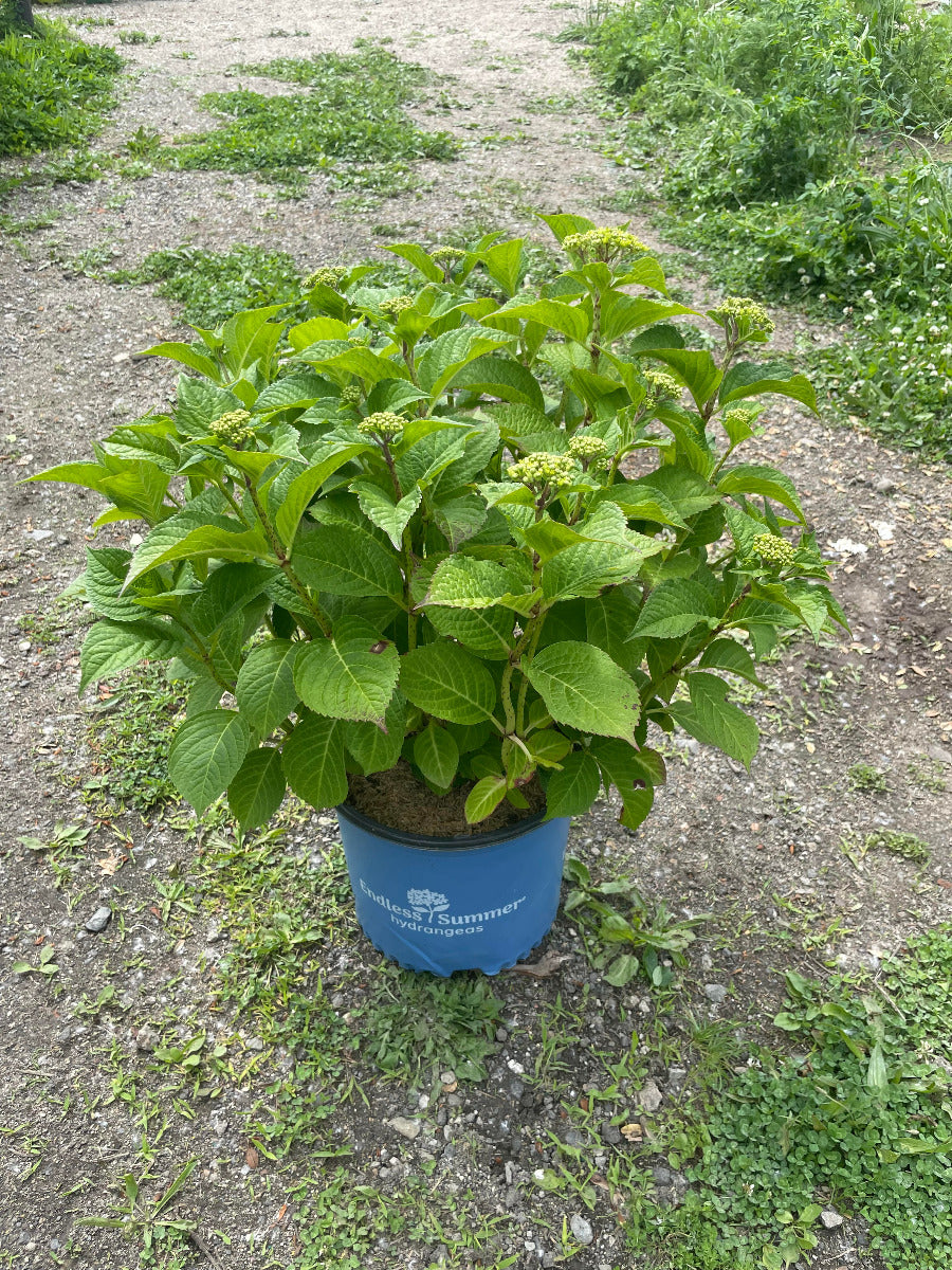 Endless Summer Crush Hydrangea