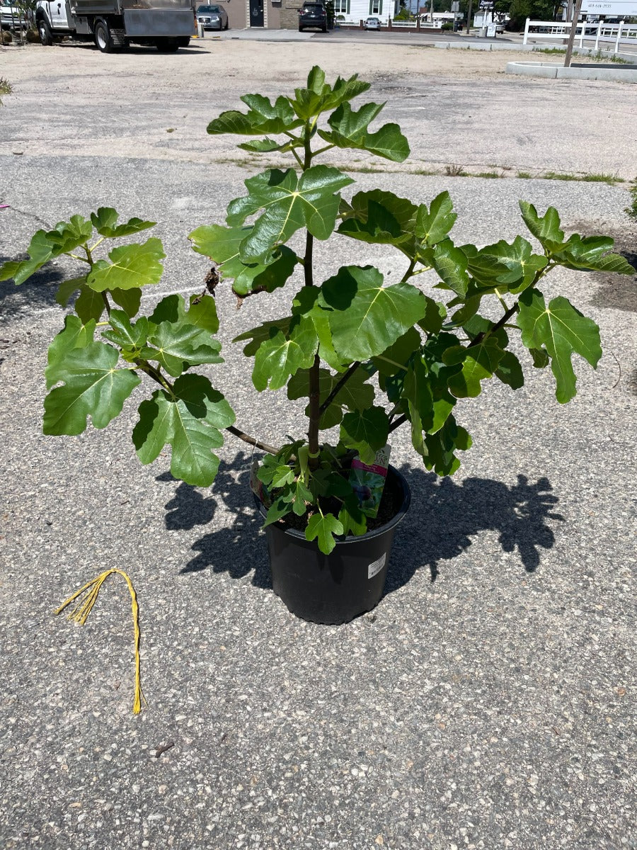 Vern's Brown Turkey Fig