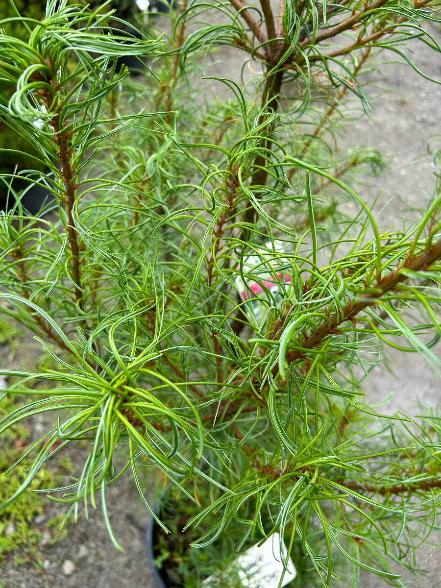 Twisted Needle White Pine