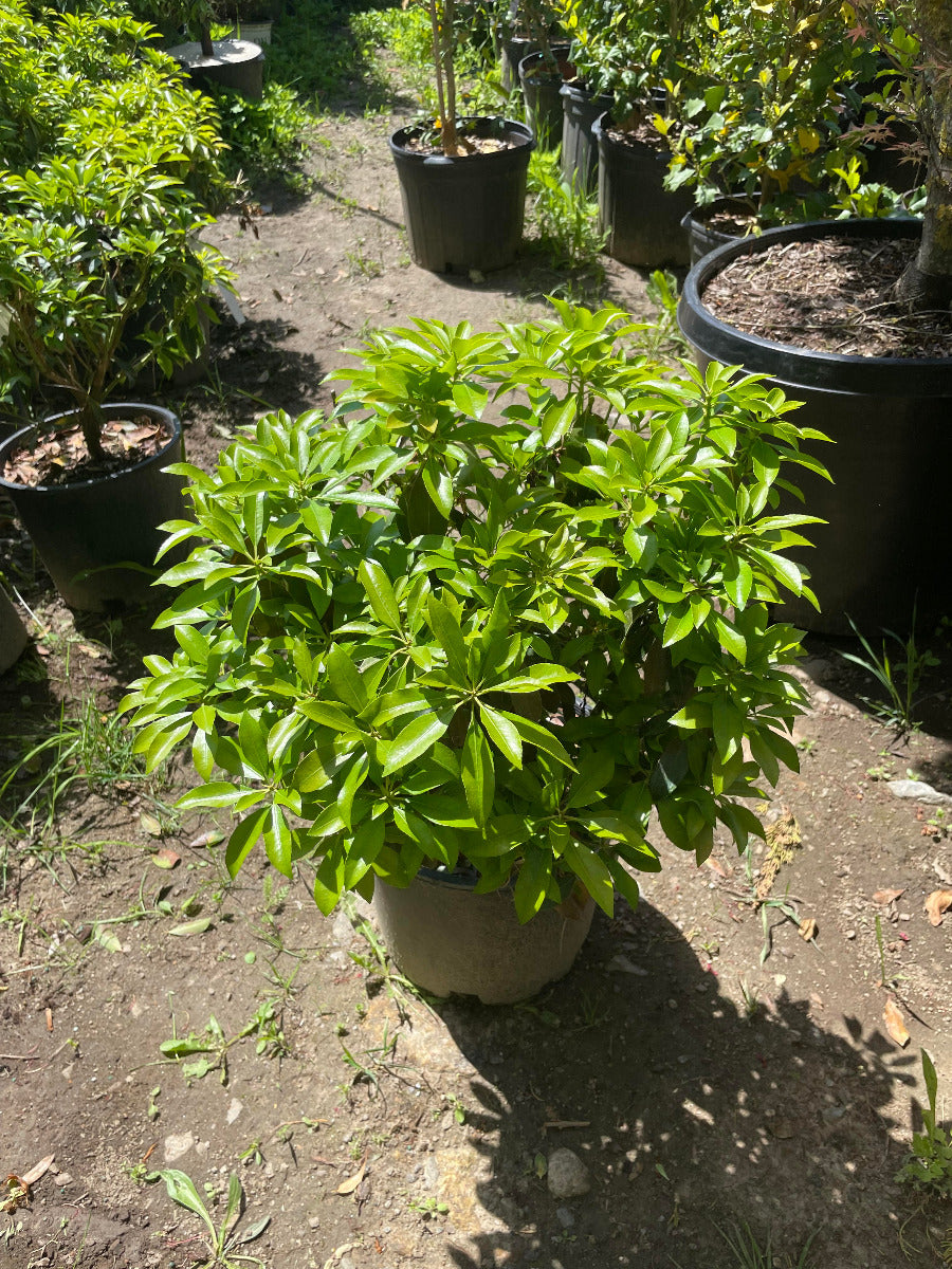 'Valley Valentine' Andromeda