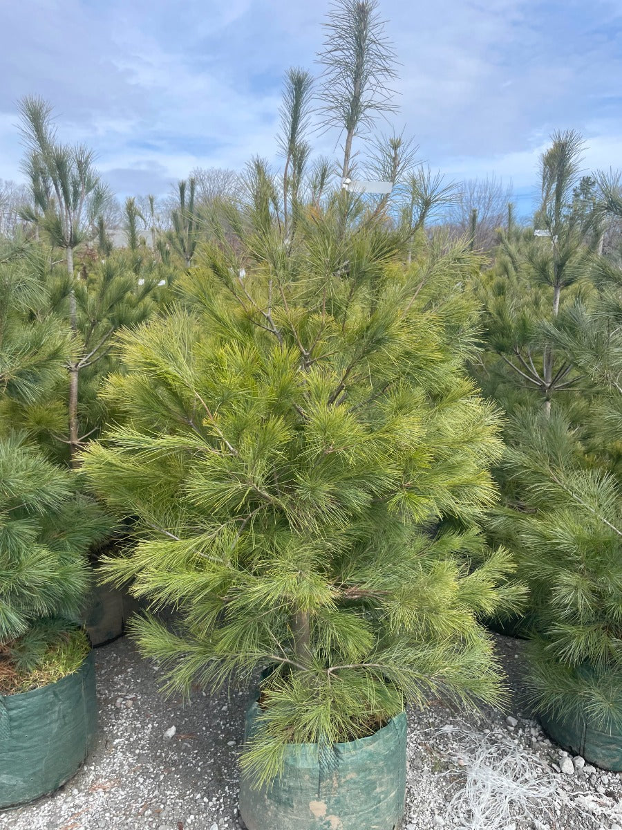 Eastern White Pine