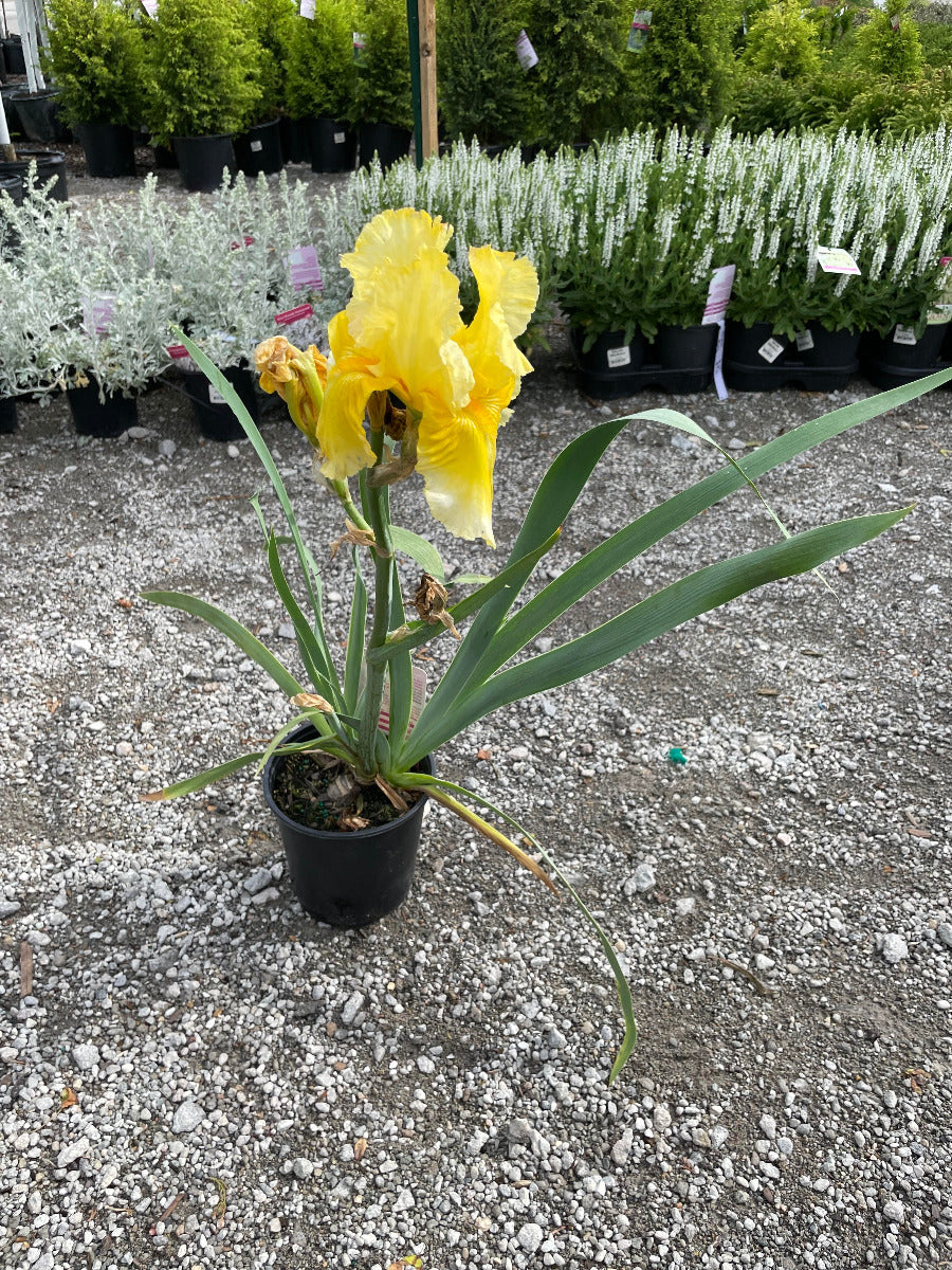 'Pleasent Peasant' Bearded Iris