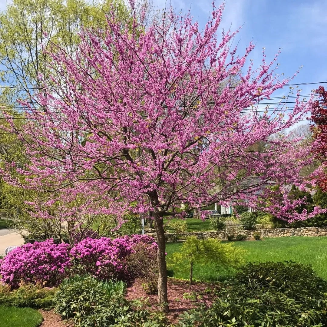 Early Spring Tree Planting in Rhode Island: What to Know Before You Di ...