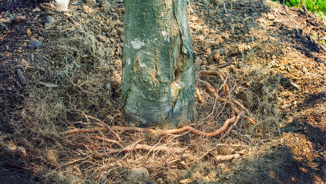 Fall Landscaping Tips: Why Autumn Is Prime Time for Tree Installation