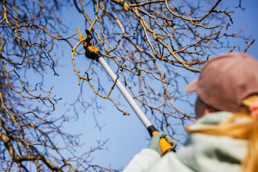 Preparing Trees for Coastal Storm Season in the Northeast