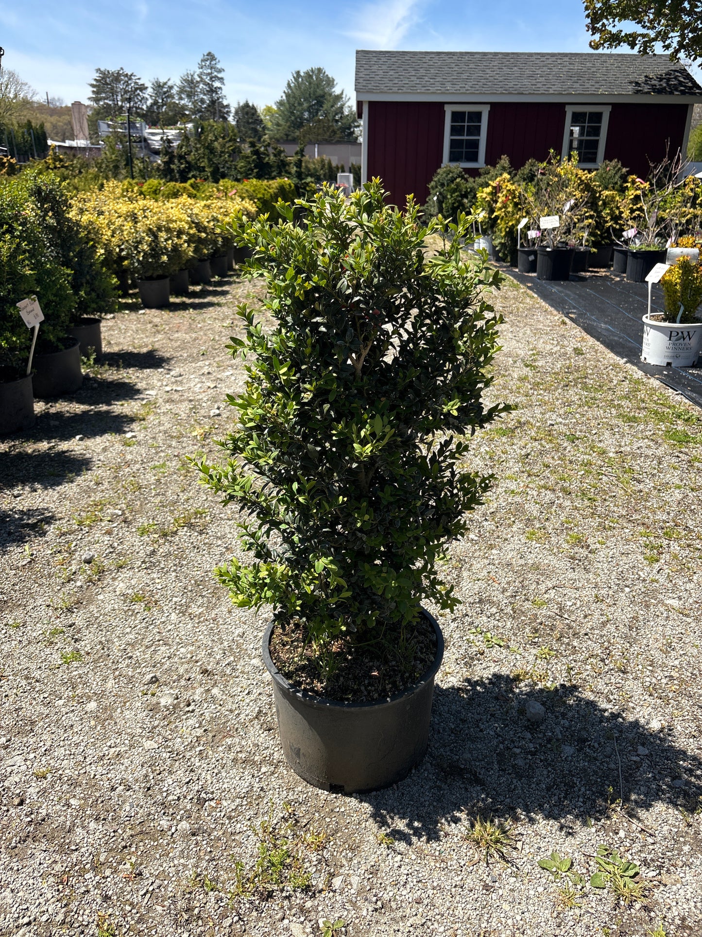 Newport Blue Boxwood
