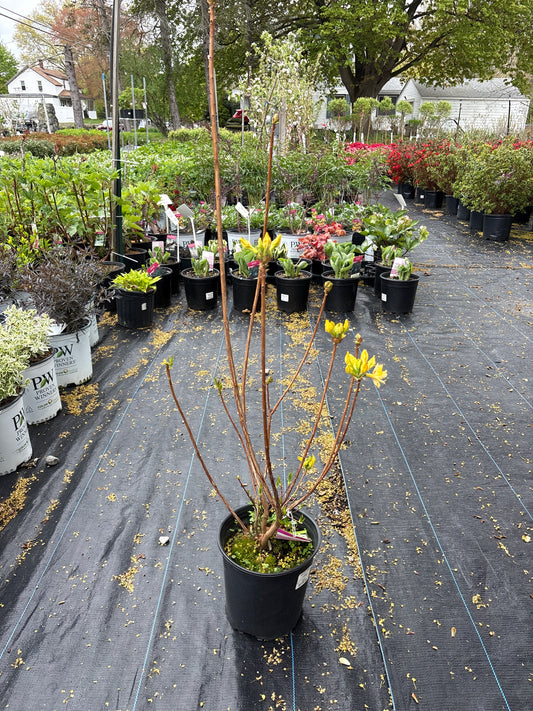 Lemon Lights Azalea