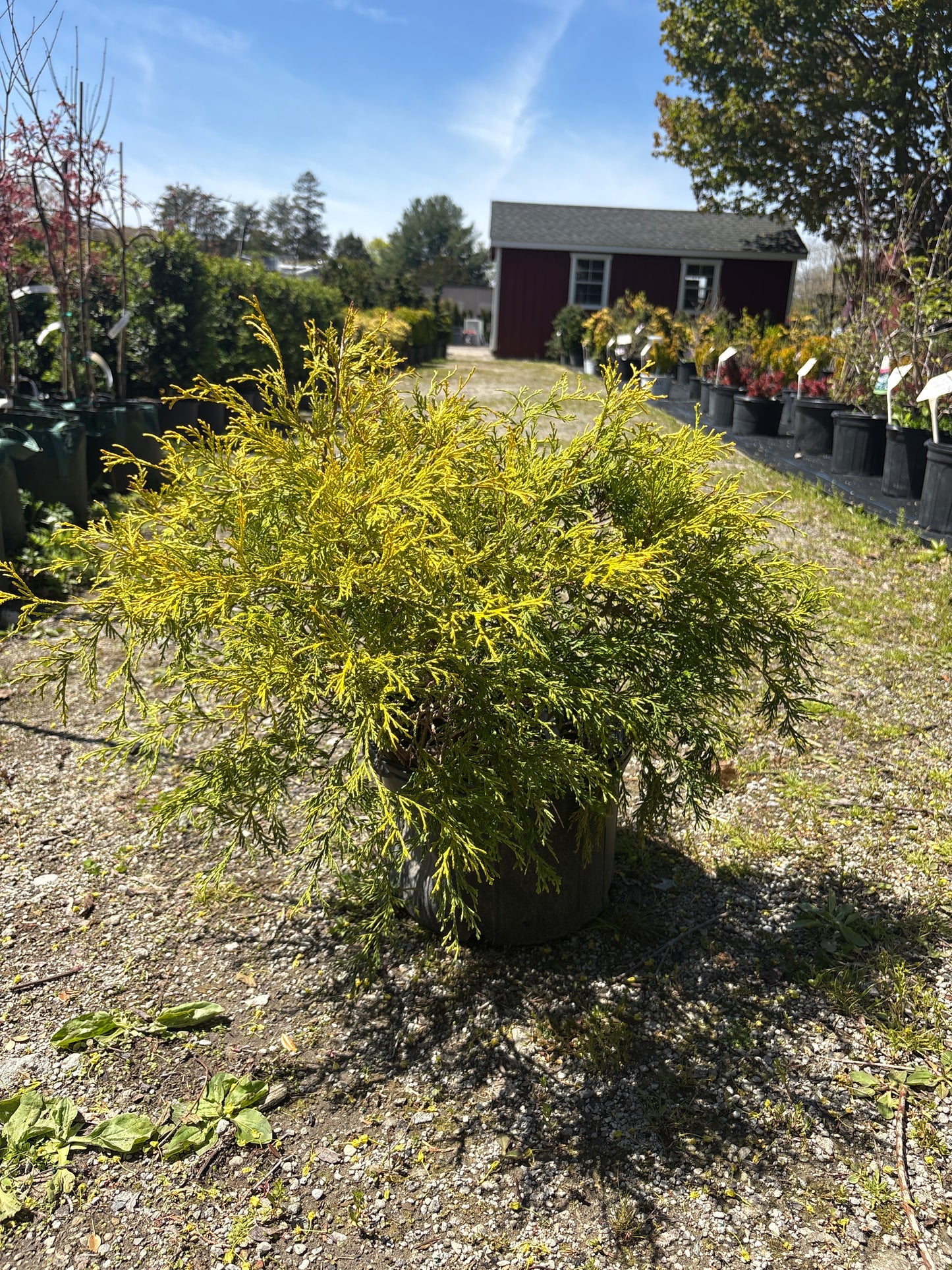 King's Gold False Cypress