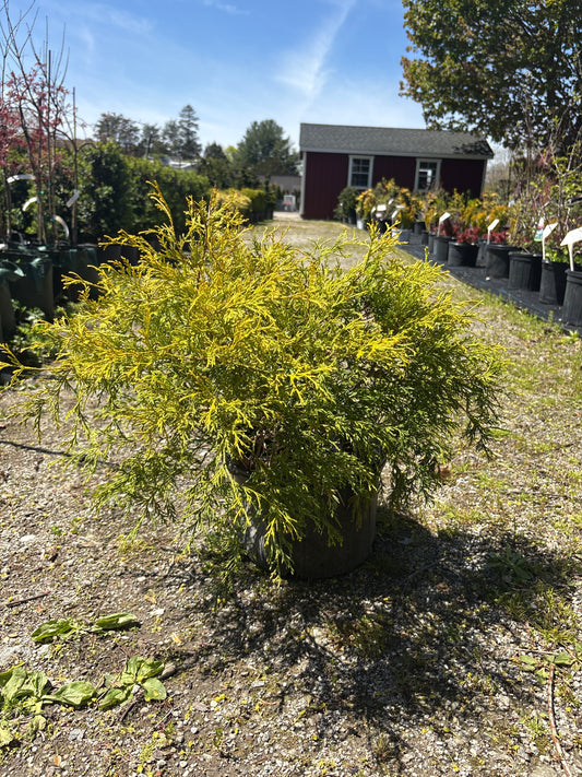 King's Gold False Cypress