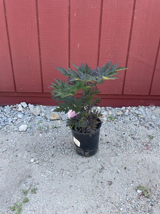 Hillside black beauty bugbane