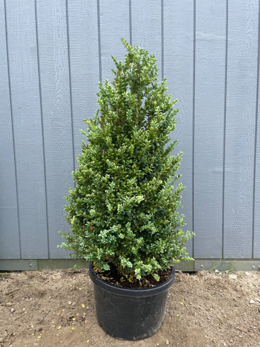 Newport Blue Boxwood