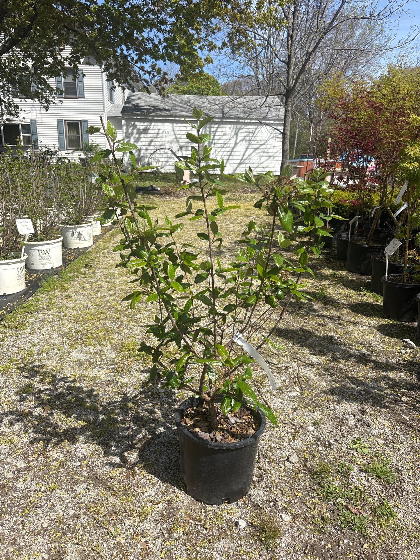 Burkwoodii Viburnum