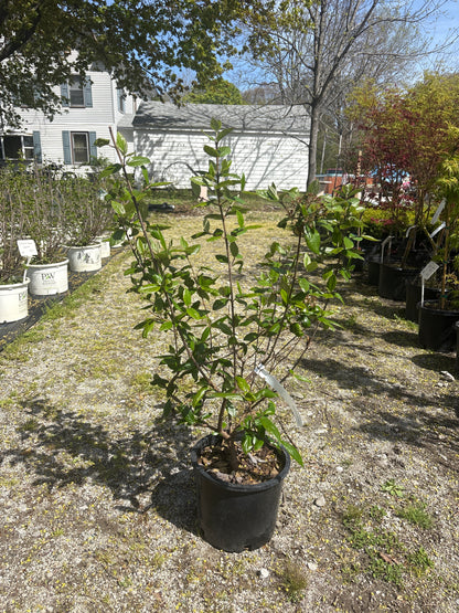 Burkwoodii Viburnum