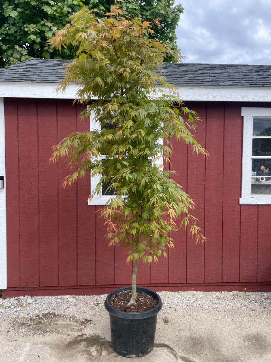 Orange Flame Japanese Maple