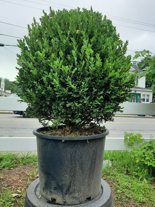 Green Mountain Boxwood Globe