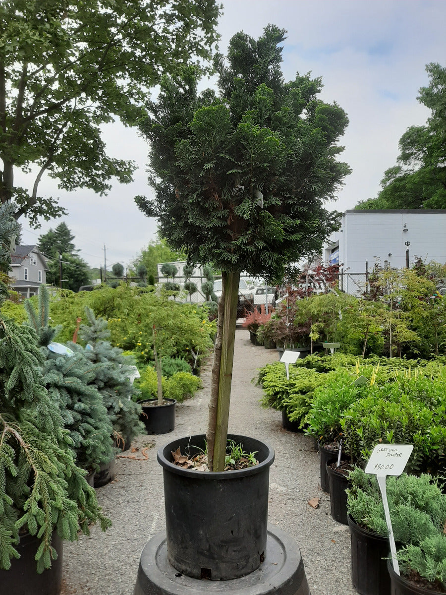 Dwarf Hinoki Cypress Standard – Treesdelivered.com by Wilscape, LLC