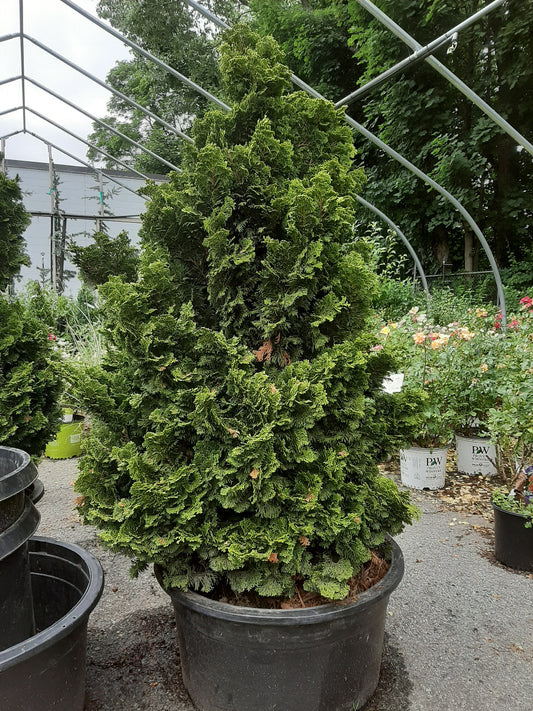Templehof Hinoki Cypress