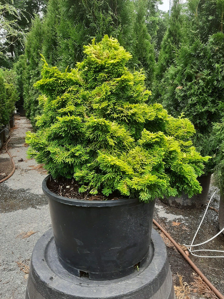 Verdoni Gold Hinoki Cypress
