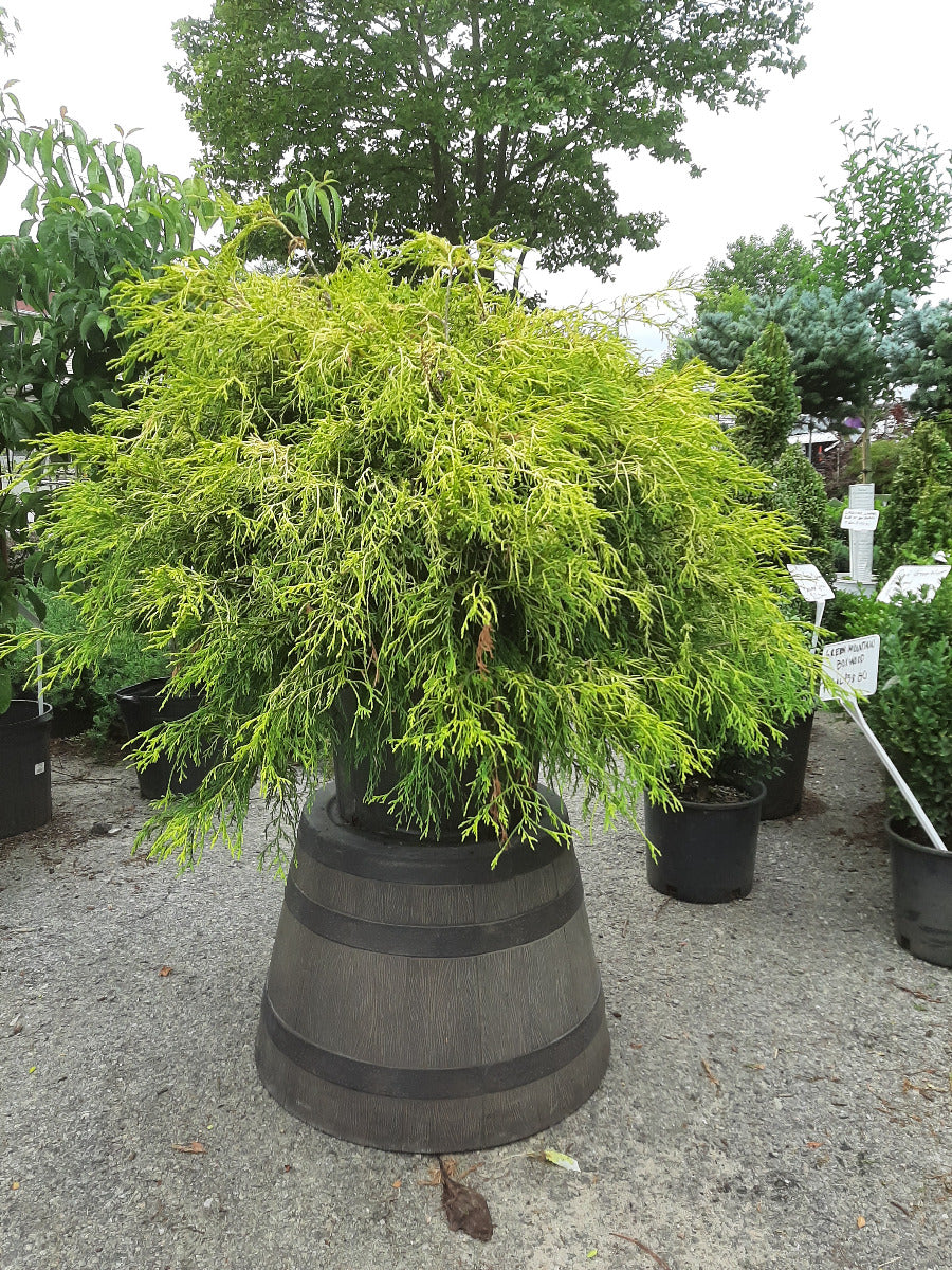Goldthread Cypress