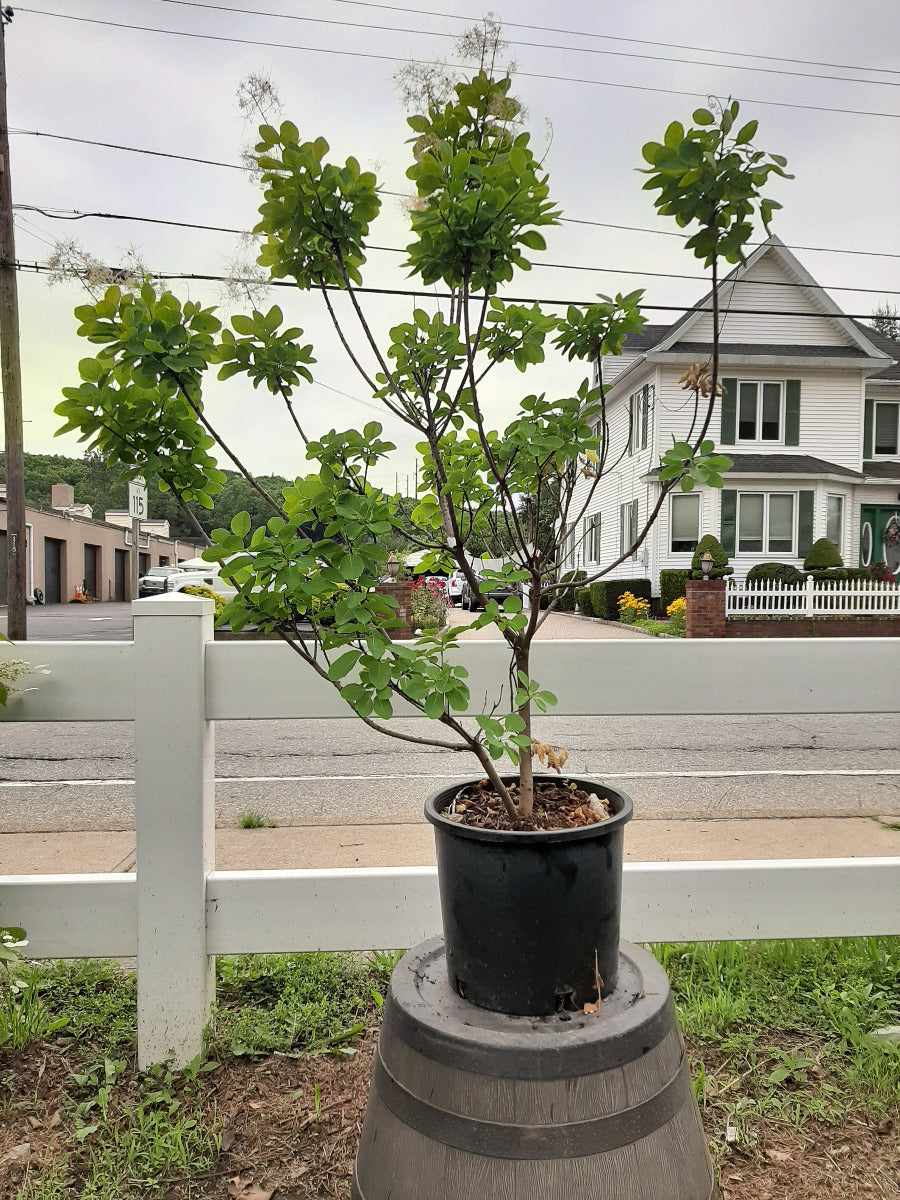 Golden Spirit Smoke Tree