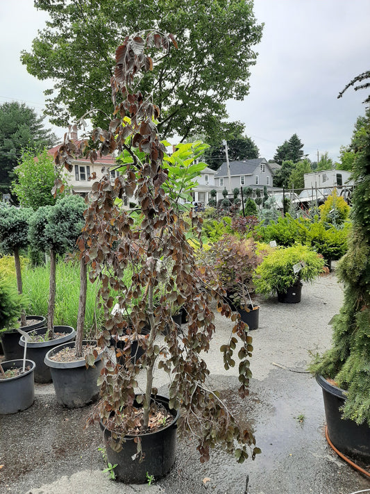 Purple Fountain European Beech