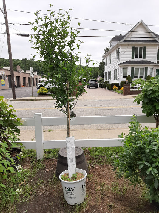 Lavender Chiffon Rose of Sharron Tree