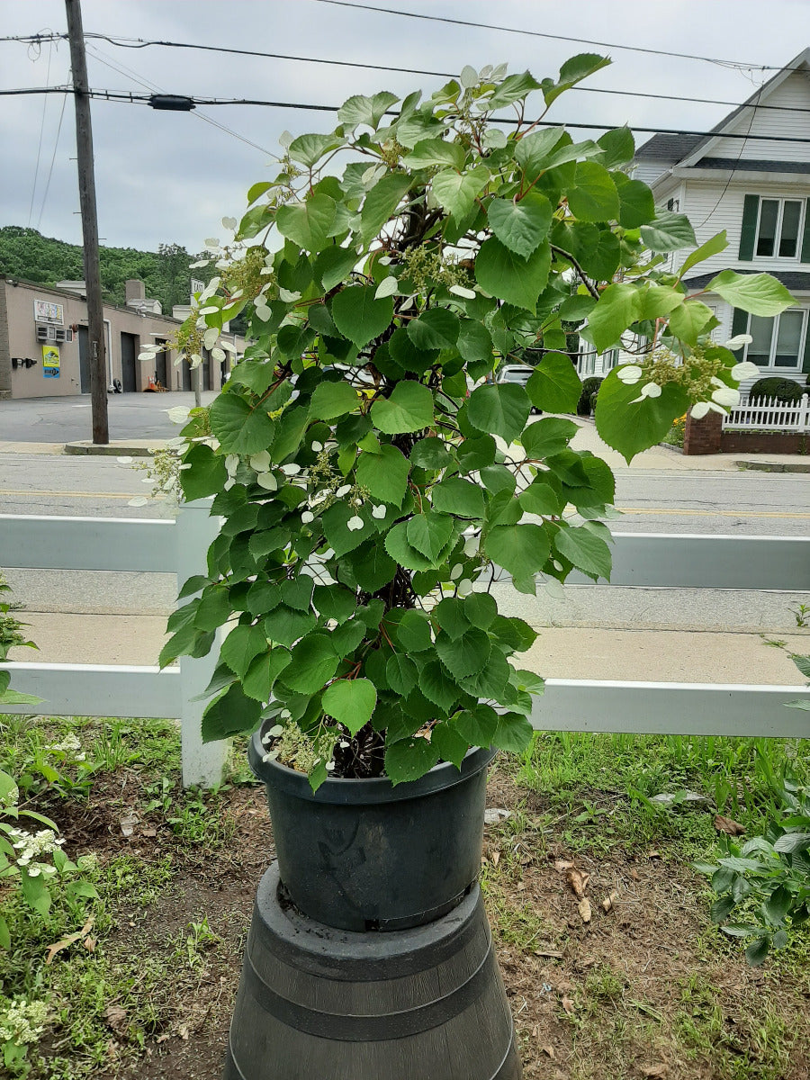 Climbing Hydrangea