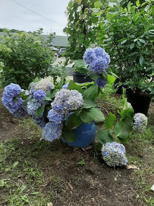 Endless Summer Hydrangea