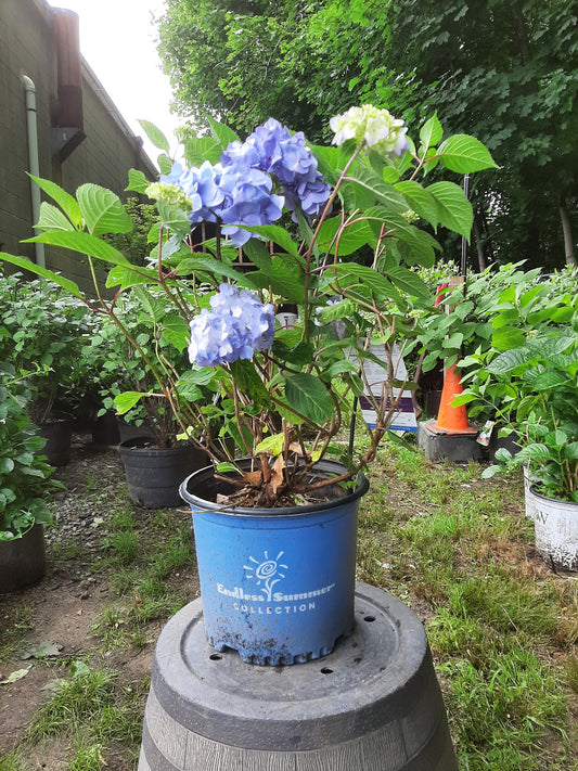 Endless Summer Bloomstruck Hydrangea