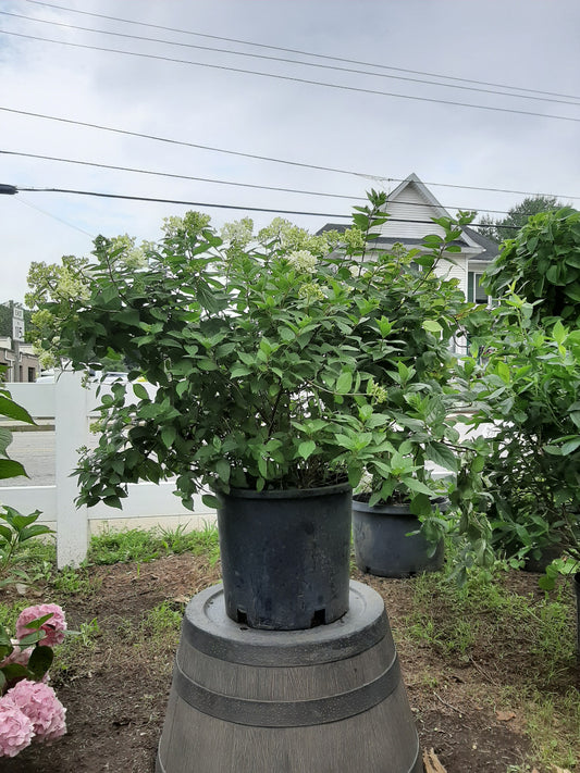 PeeGee Hydrangea