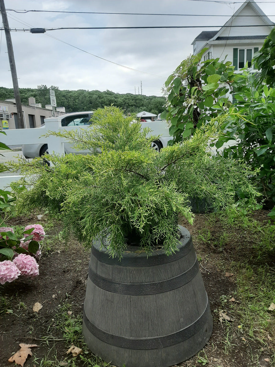 Gold Coast Juniper