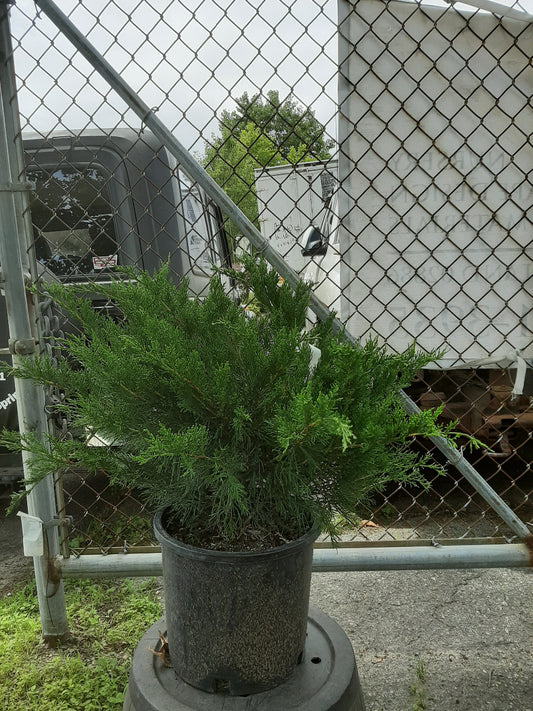 Sea Green Juniper