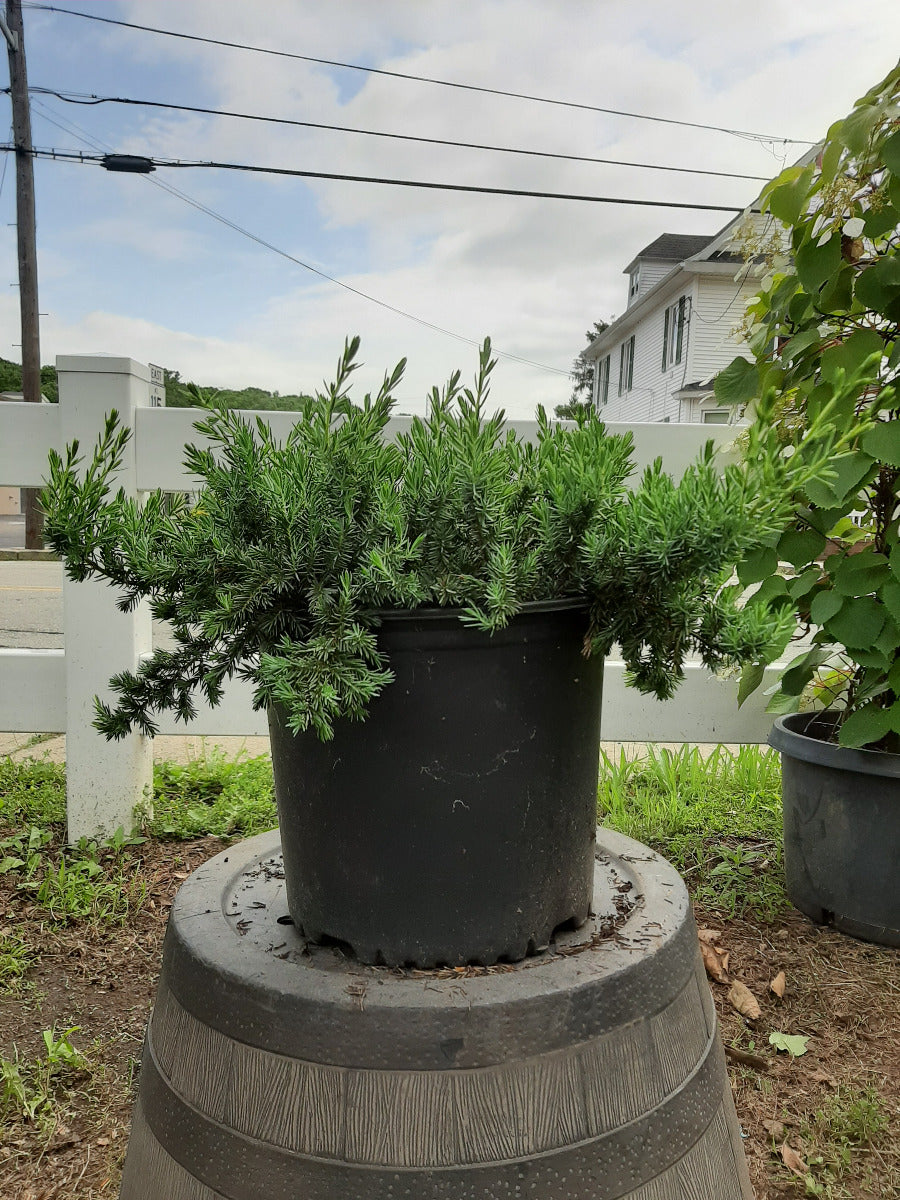 Blue Pacific Juniper