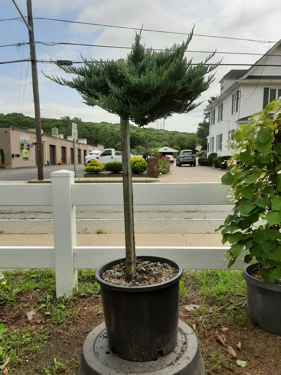 Blue Chip Juniper Standard