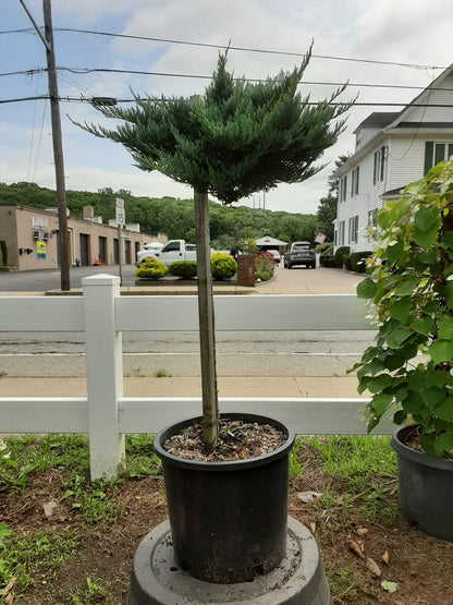 Blue Chip Juniper Standard