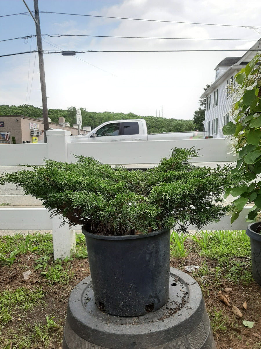 Calgary Carpet Juniper