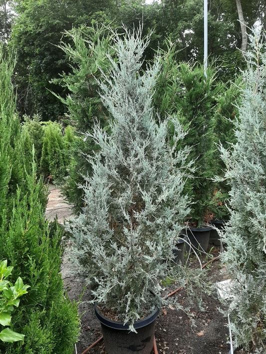 Wichita Blue Juniper