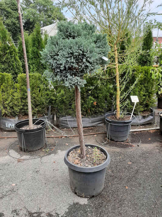Blue Star Juniper Standard