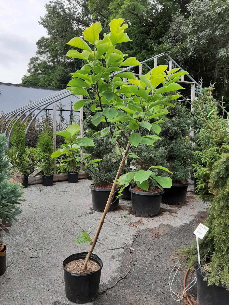 Butterflies Magnolia