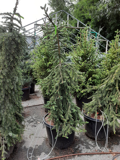 Weeping Norway Spruce