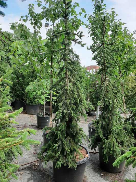 Weeping Norway Spruce