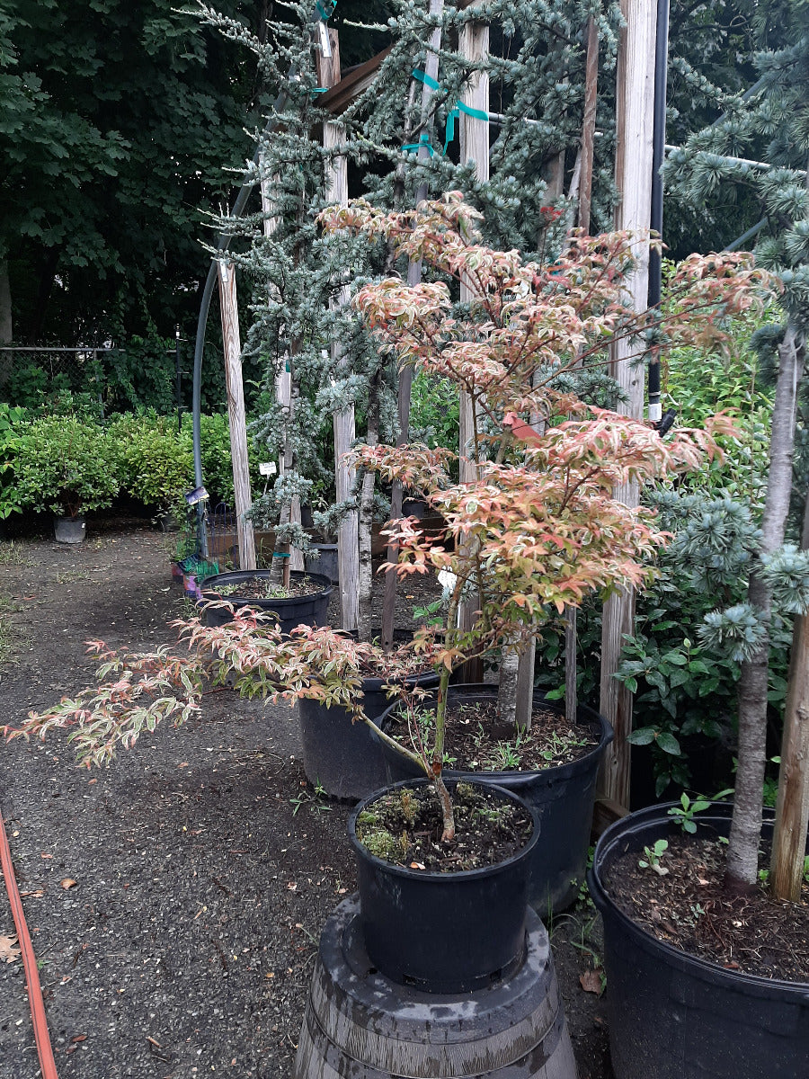 Geisha Japanese Maple