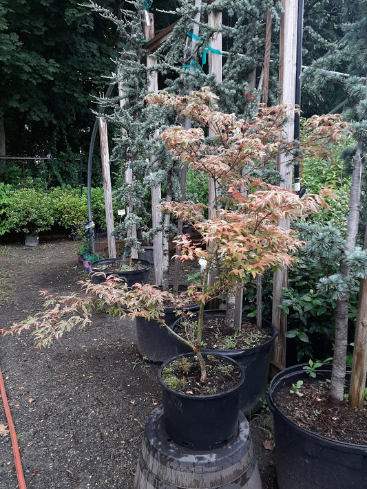 Geisha Japanese Maple