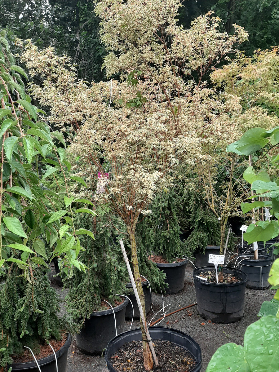 Butterfly Japanese Maple