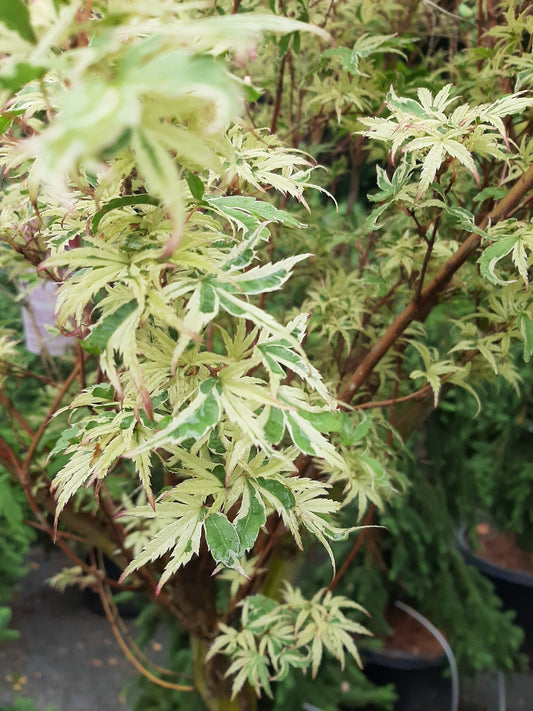 Butterfly Japanese Maple
