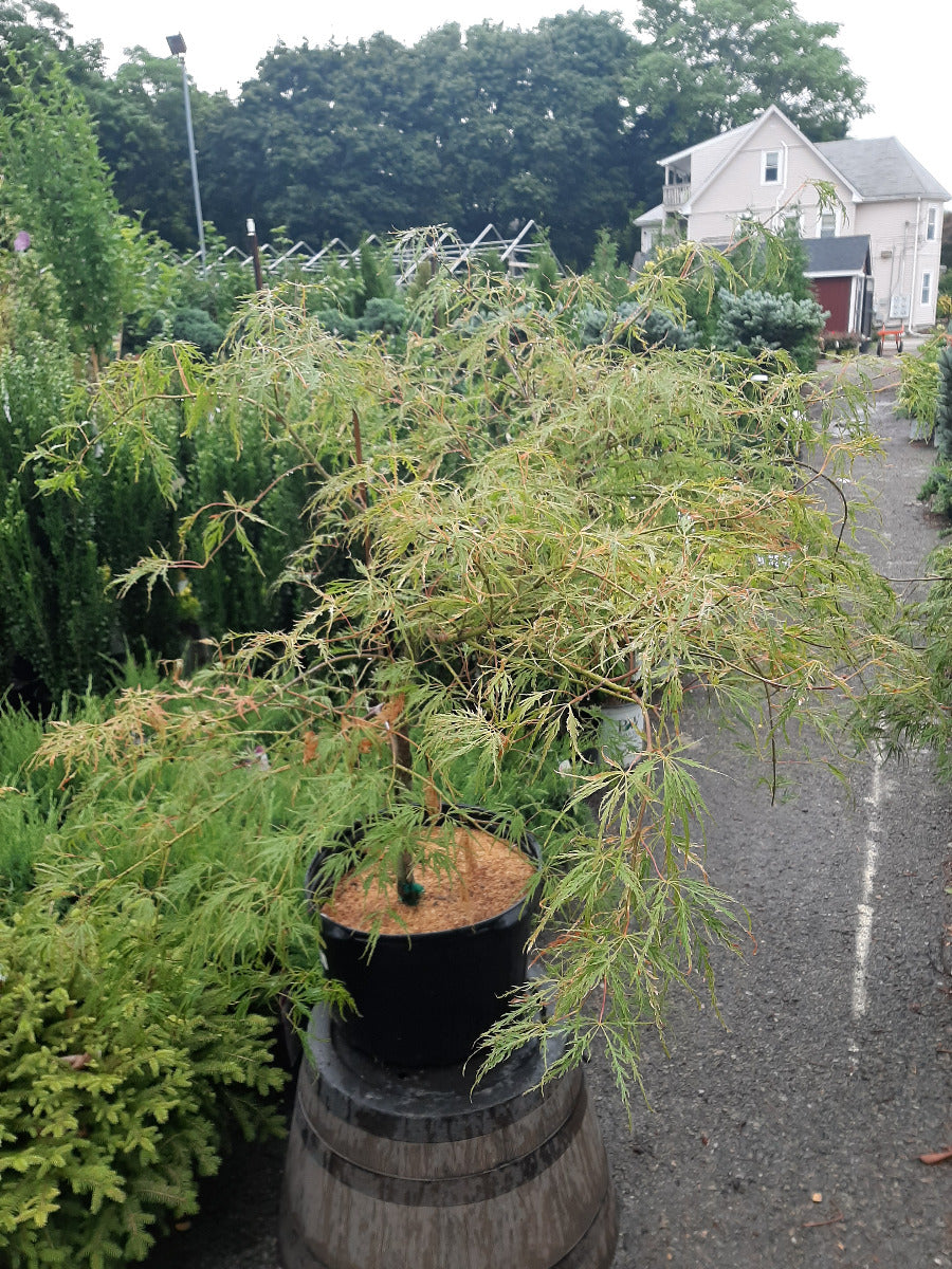 Viridis Dwarf Japanese Maple