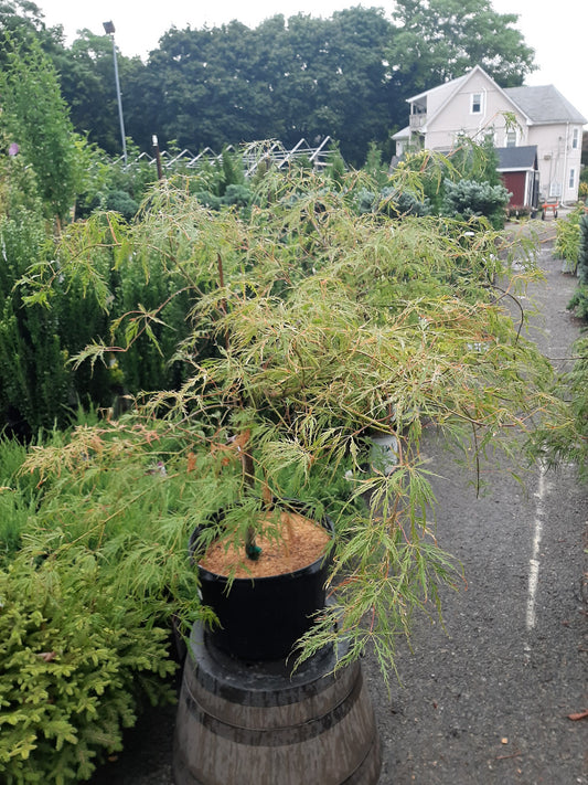 Viridis Dwarf Japanese Maple