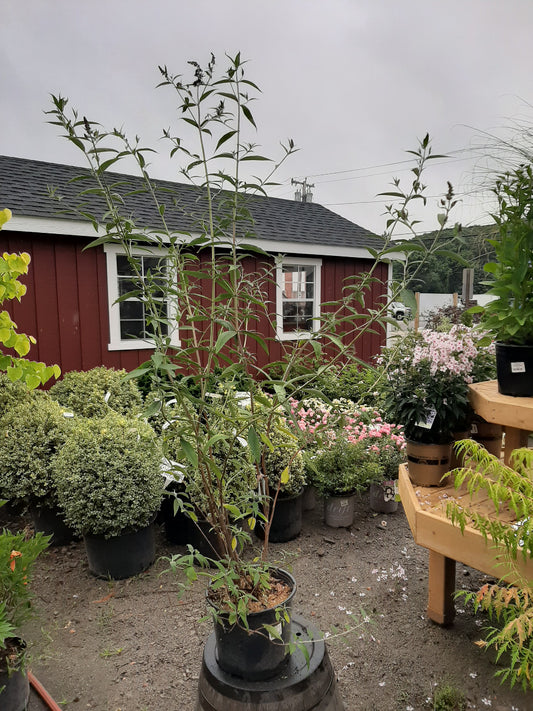 Black Knight Butterfly Bush