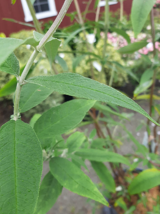 Black Knight Butterfly Bush
