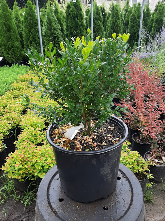 Common Boxwood
